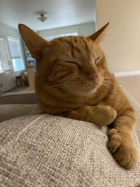 happy sleepy orange tabby