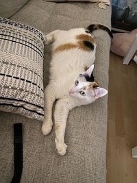 calico cat on a couch