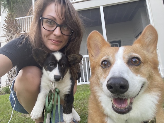 A photo featuring Kendra, a white woman with brunette hair, Dylan, a red and white Pembroke Welsh Corgi, and Gwen, a black and white cardigan welsh corgi, as a puppy