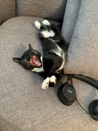 tuxedo cat yawning with headphones