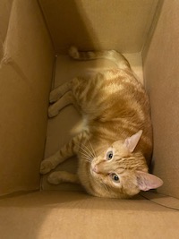 orange cat in a box