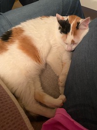a cat curled up with it's eyes closed on a person's legs