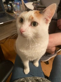 calico cat on lap