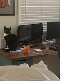 tuxedo cat next to a candle and a computer