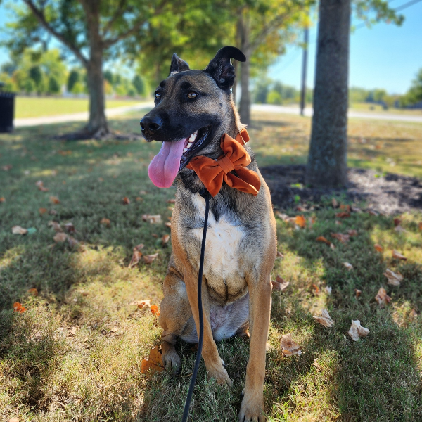 a photo of a dog with an orange bow tie