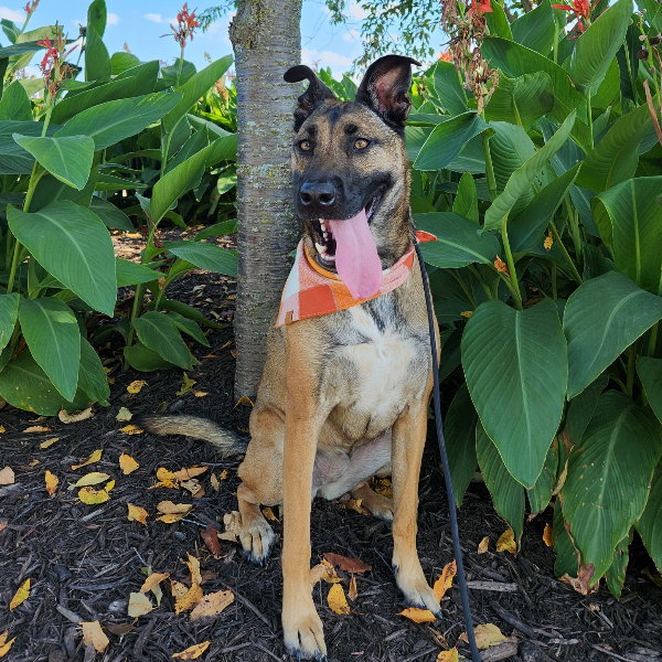 a photo of Kara the large tan dog with a big grin and her tongue lolling out