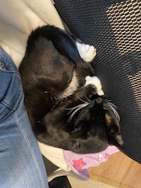 black cat curled upon an office chair