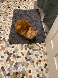 cat on bathroom tile