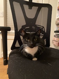 tuxedo cat on an office chair