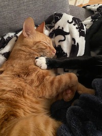 orange cat with tuxedo cat paw on his chest