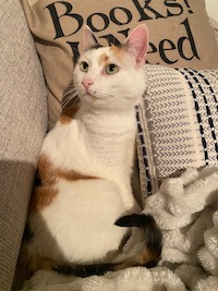 calico cat seated on a couch with pillows and a blanket