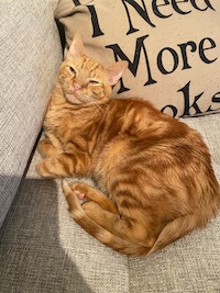 Orange tabby cat on a pillow