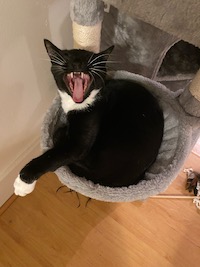 tuxedo cat yawning