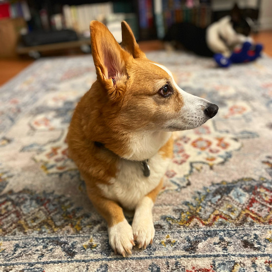 a photo of Dylan, a red and white pembroke welsh corgi, sitting on his new rug. Her staring off to the side, showing the camera his full profile. Gwen, his cardigan sister, can be seen out of focus in the background, torturing her dinosaur toy.