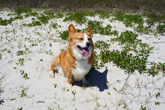 a photo of Dylan, a red and white Pembroke Welsh Corgi, sitting in the sand. He smiling at the camera with his eyes closed. His tongue is hanging out. He's the image of pure joy.