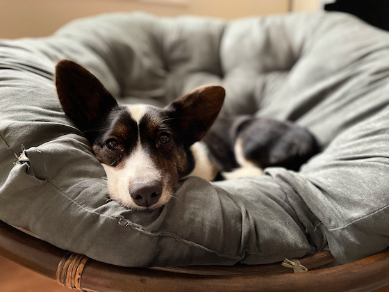 A photo of Gwenllian, a black, white, and brindle Cardigan Welsh Corgi, sitting in her favorite grey chair. 