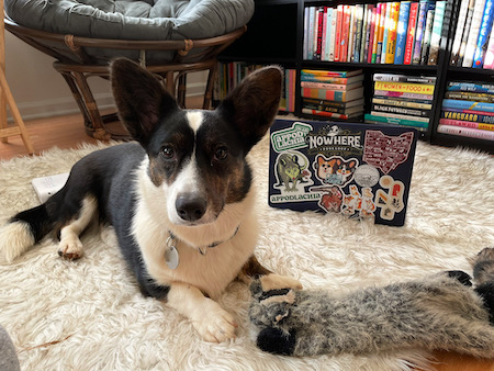 a photo of Gwenllian, a black and white Cardigan Welsh Corgi, sitting on a white furry rug in the sun room. her favorite raccoon toy sits on her paws. Rows and rows of bookshelves can be seen behind her. Gwen stars into the camera with her deep soulful eyes.