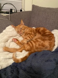 tabby cat snuggled with a white blanket on a grey upholstered chair