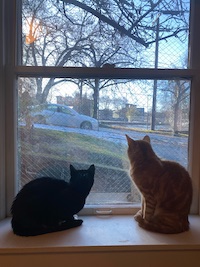 ginger and black cat looking out of the window