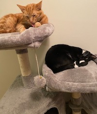 orange cat and tuxedo cat on a cat tree