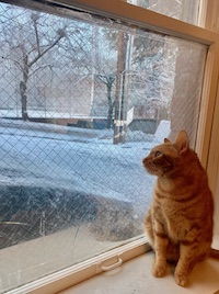 orange cat staring out of a window at the snow