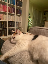 a photo of a white and brown cat sleeping in front of bookshelves and a Christmas tree