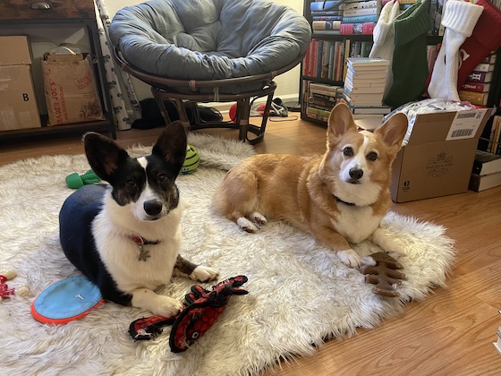 a photo of Gwen, a black and white cardigan welsh corgi, and Dylan, a red and white Pembroke welsh corgi, sitting on a white furry rug