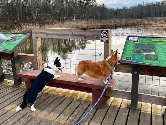 a photo of Dylan, a red and white pembroke welsh corgi and Gwen, a black and white cardigan Welsh corgi, standing on the lookout and watching the wildlife