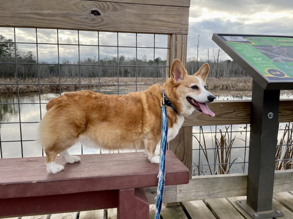 a photo of Dylan, a red and white Pembroke Welsh Corgi and grand adventurer, standing on a wooden bench near the edge of a dock. He is smiling, watching his dad off camera