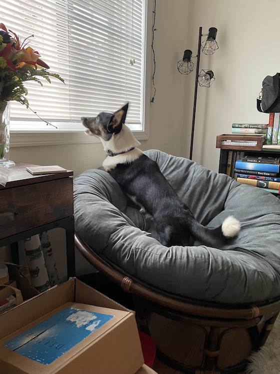 a picture of Gwen, a black and white Cardigan Welsh Corgi, standing on a round gray chair. She's been shot mid bark.