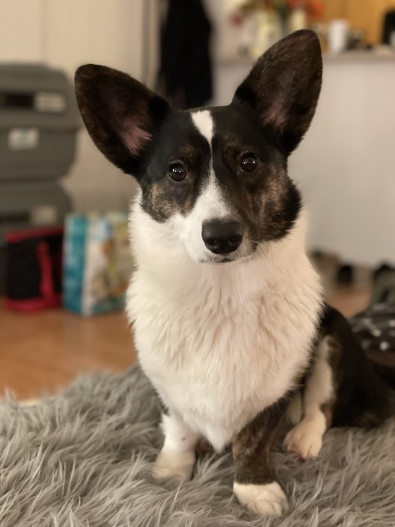 a photo of Gwenllian, a black and white Cardigan Welsh Corgi, sporting a super fluffy white ruff. She has just gotten a bath and is especially poofy.