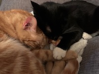 orange and tuxedo cat holding paws