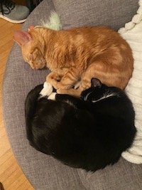 orange cat and tuxedo cat cuddling