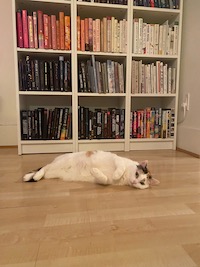 calico cat in front of a bookshelf