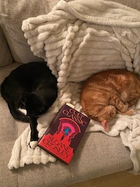 orange cat and black cat with a book