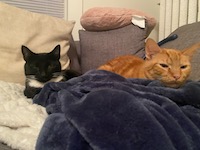tuxedo cat and orange cat on blankets