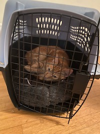 orange cat in cat carrier