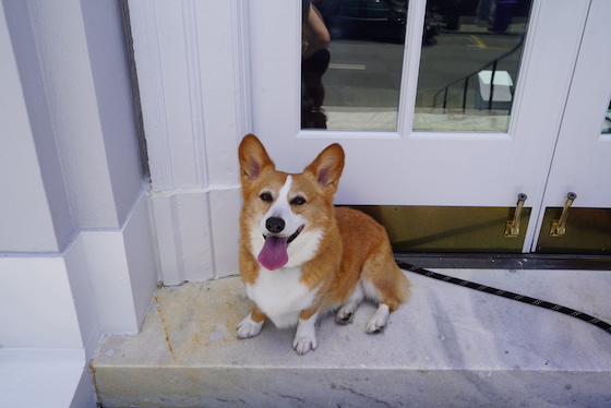 a photo of Dylan, the red and white Pembroke Welsh Corgi, sitting on white marble steps