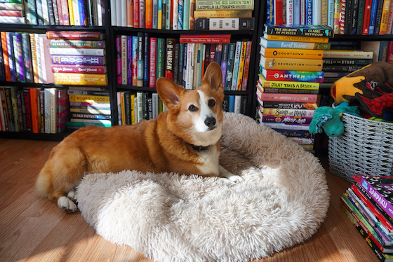 a photo of Dylan, a handsome red and white Pembroke Welsh Corgi, sitting on his furry bed. Behind him is a wall of bookshelves filled with Dylan's TBR. Dylan's basket of toys sits to the right. 