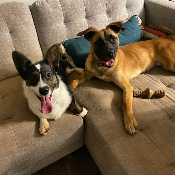 a photo of Gwen, a black and white cardigan Welsh corgi, and Eddie, a black and tan shepherd mix. Eddie has long Bambi legs he has yet to grow into and deep brown souls searching eyes