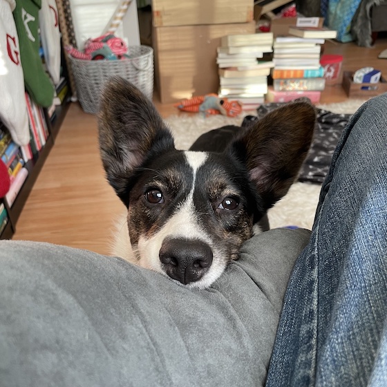 a photo of Gwen, a black, white, and brindle Cardigan Welsh Corgi, staring at the camera, begging for attention