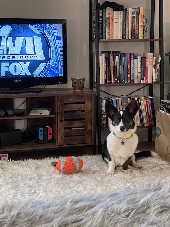 a photo of Gwen, a black, white, and brindle Cardigan Welsh Corgi, sitting on a white furry carpet in front of an entertainments center. The tv features the Super Bowl logo. An orange dog football sits beside Gwen. Her face looks expectant, like she thinks this whole event should be about her. . . . She's not wrong.