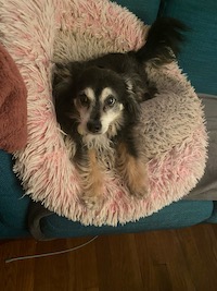 dog resting on a pink pillow