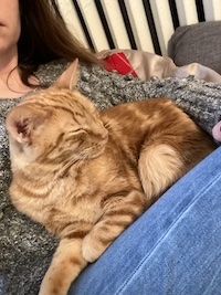 orange cat on lap