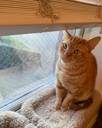 orange cat in the window