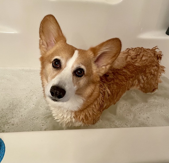 Dylan the corgi in a bathtub with suds all around him