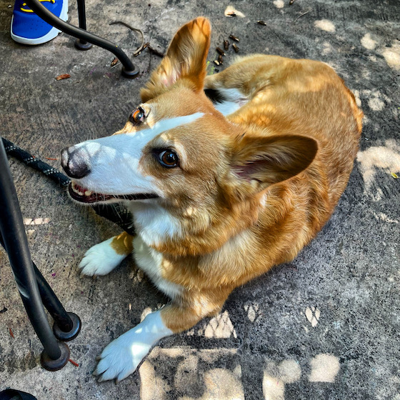 a photo of Dylan, a red and white Pembroke Welsh Corgi, enjoying a dappled ray of sunshine