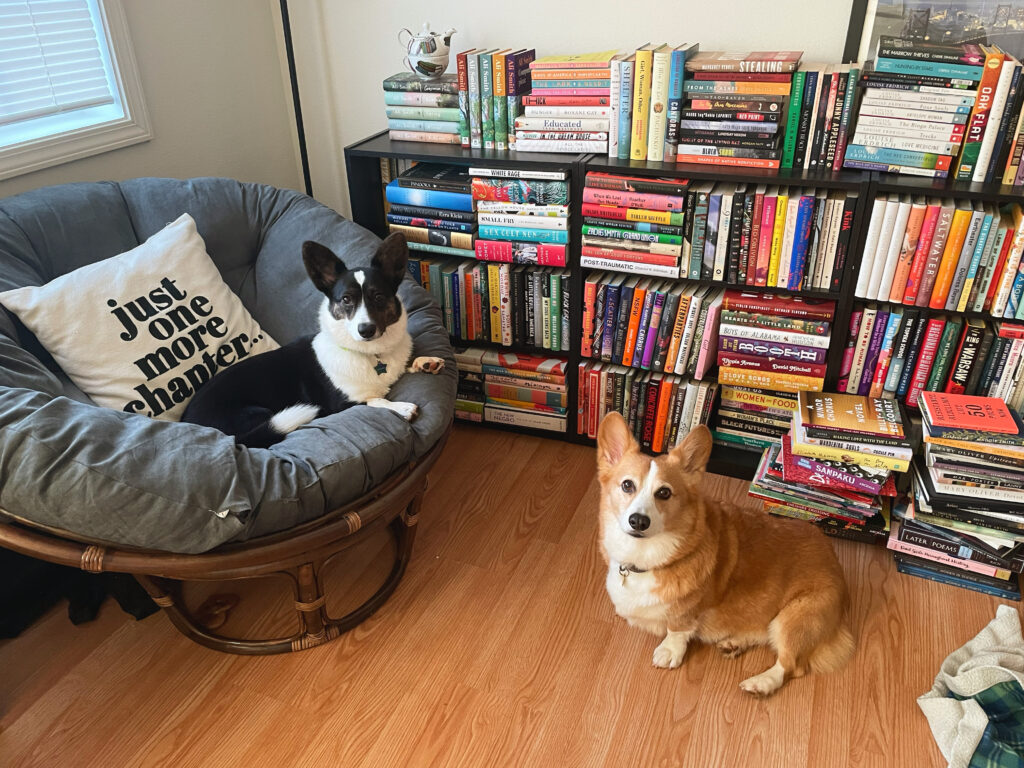 a photo of Gwen, a black and white Cardigan Welsh Corgi, sitting in a gray chair. To her right, sits Dylan, a red and white Pembroke Welsh Corgi. Behind them are shelves and shelves of books.