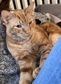 orange cat on lap
