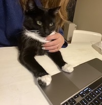 a black and white cat with his paws on a laptop